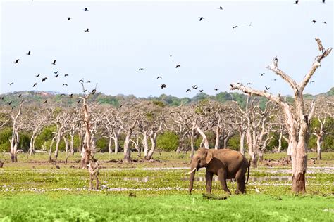 15 Most beautiful landscapes in Sri Lanka worth witnessing | Travel Me Sri Lanka