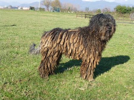 Bergamasco Sheepdog (Bergamasco Shepherd Dog) Info, Puppies ...