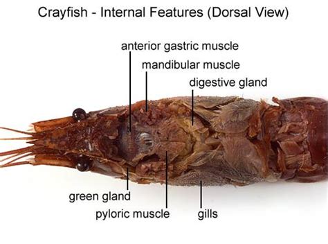 Aqua Fanatic: Crayfish Anatomy