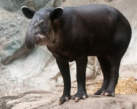 Baird's Tapir - Facts, Diet, Habitat & Pictures on Animalia.bio