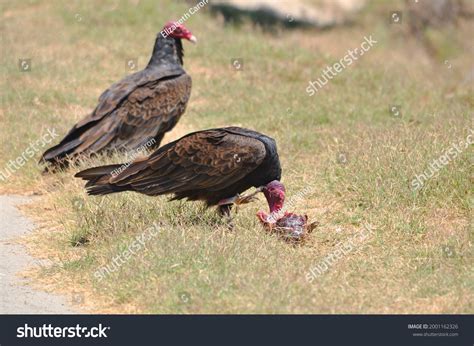 3,248 Vulture Feeding Images, Stock Photos & Vectors | Shutterstock