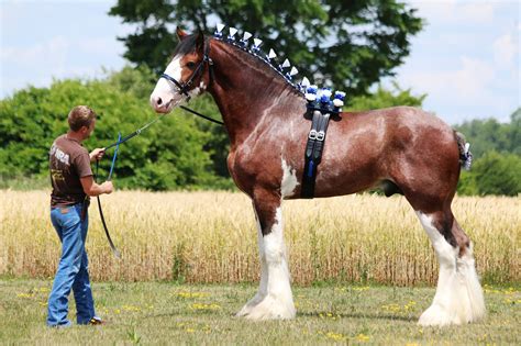 Clydesdale … | Clydesdale horses, Big horses, All horse breeds