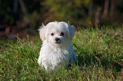 Guide for Maltese Grooming