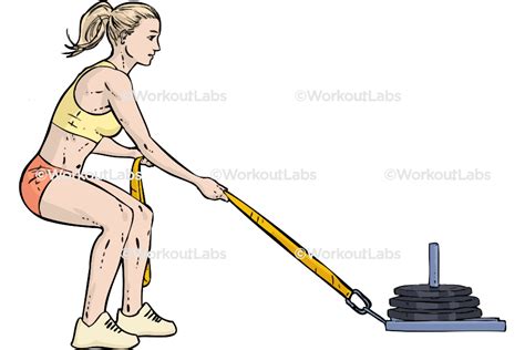 Sled Pulls – WorkoutLabs Exercise Guide