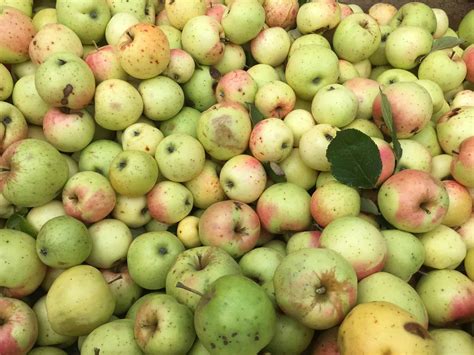 Apple Varieties at Eve's Cidery | Eve's Cidery