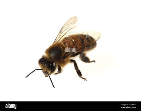 Hive bee apis mellifera mellifera Cut Out Stock Images & Pictures - Alamy