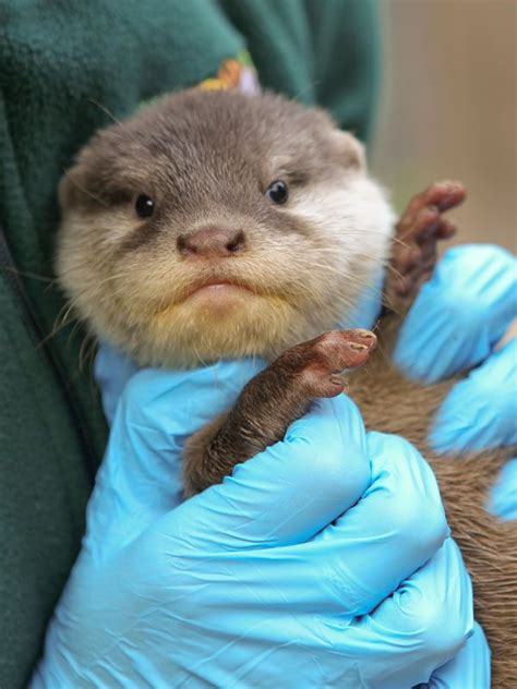 Image Gallery: Otter Pups Get a Checkup | Live Science