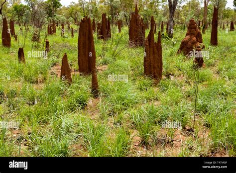 Big tall termite ant hills in Australia, Northern territory, Australian outback Stock Photo - Alamy