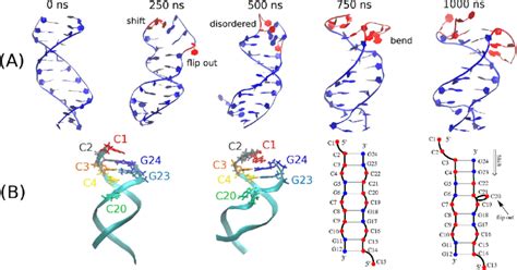 Simulations results for DNA SC-3. (a) DNA SC-3 evolution in the... | Download Scientific Diagram