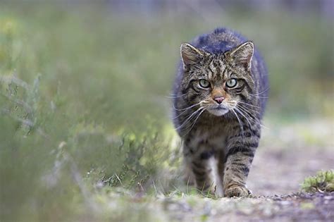 Wild Cats — Zahlung und Versand