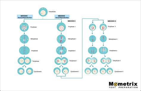 Cellular Division: Mitosis and Meiosis [Video]