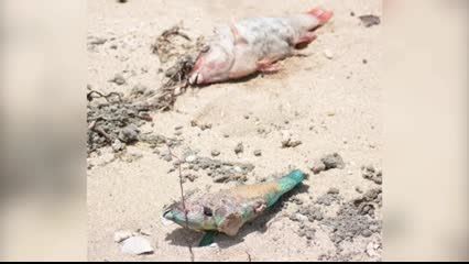 Aftermath photos show devastation in Tonga islands