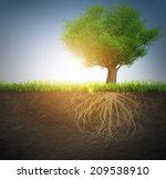 Tree Roots Free Stock Photo - Public Domain Pictures