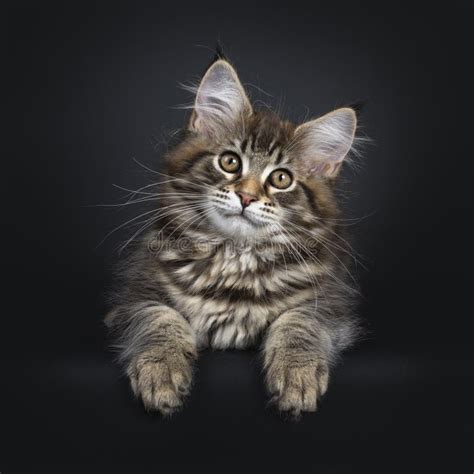 Cute Classic Black Tabby Maine Coon Cat Kitten On Black Background ...