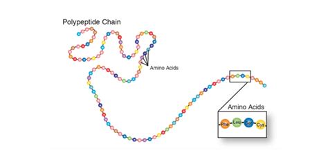 Polypeptide Amino Acids