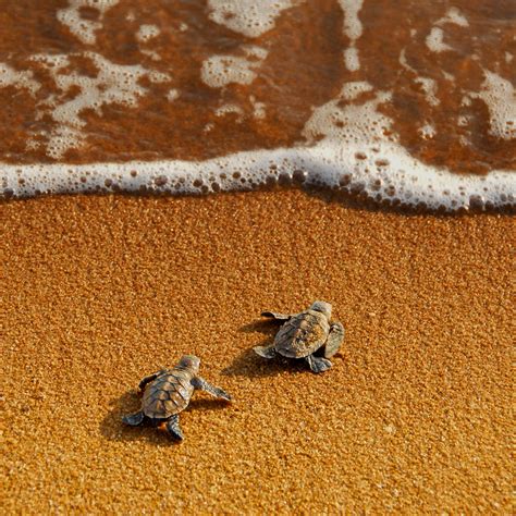 Turtle, Beach, And Sea Image - Cute Baby Turtle Background - 900x900 ...