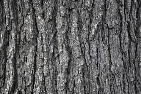 Texture of tree trunk — Stock Photo © Dink101 #104529982