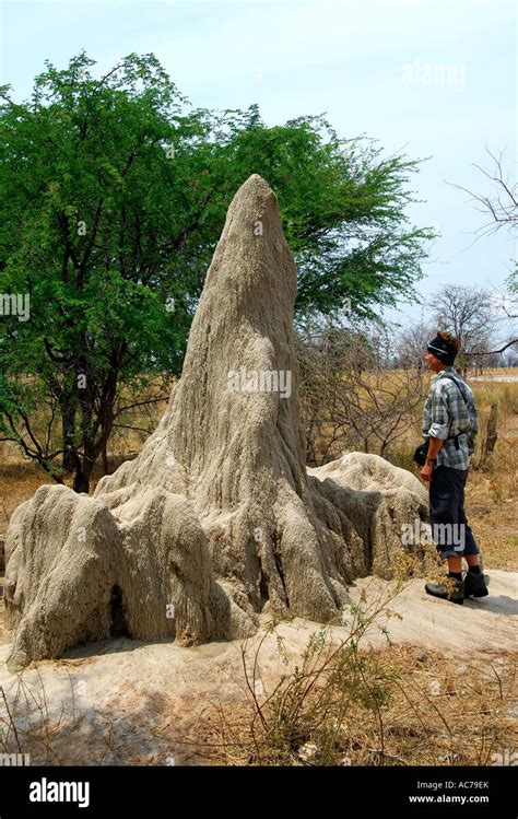 Termite mound in the African wilderness, Botswana, Africa Stock Photo - Alamy