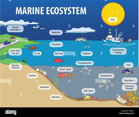 Marine Ecosystem Diagram