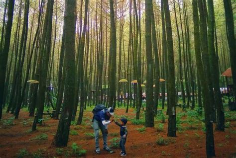 Wisata Hutan Pinus Malang - Homecare24