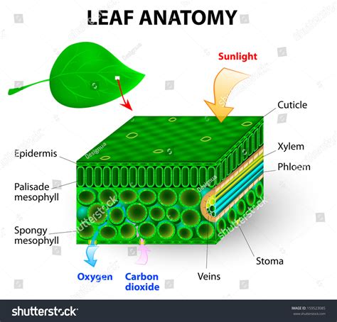 1 Celulas Epidermis Bilder, Stockfotos und Vektorgrafiken | Shutterstock