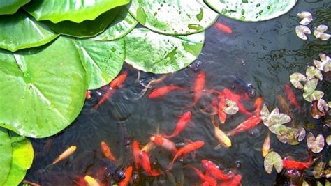 How to take care of goldfish in garden ponds so they thrive outdoors