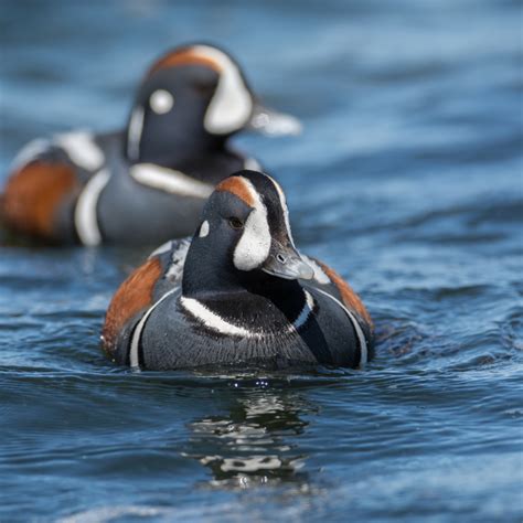 Five estuary species that rely on climate resilient habitat ~ Restore ...