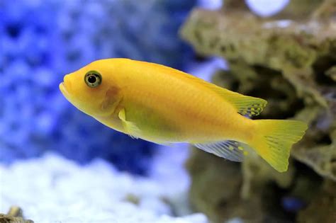 Cichlid Photos