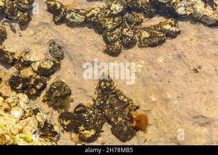 View of Chitons shell and Oyster fossil at the rocky shore or rockpool. It is a marine mollusc ...