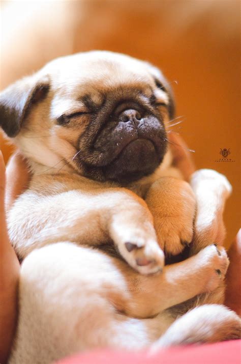 Beautiful little pug puppy. Save for later if you love him ♥ | Cute pugs, Baby animals, Baby pugs