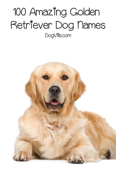 Golden retriever names – Artofit