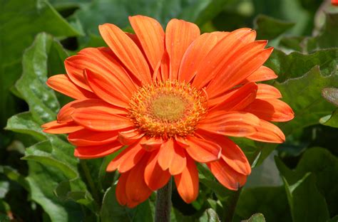 Gerbera Daisy: Plant Care & Growing Guide