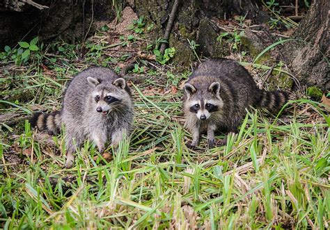 Best Raccoon Traps to Use Around Your Home | Trapper Journal