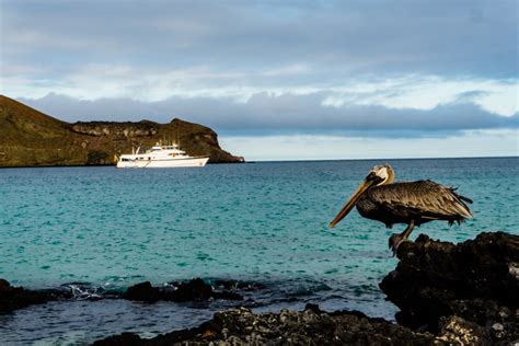 Do You Need to Cruise the Galapagos Islands? - Vagarious Wanderer