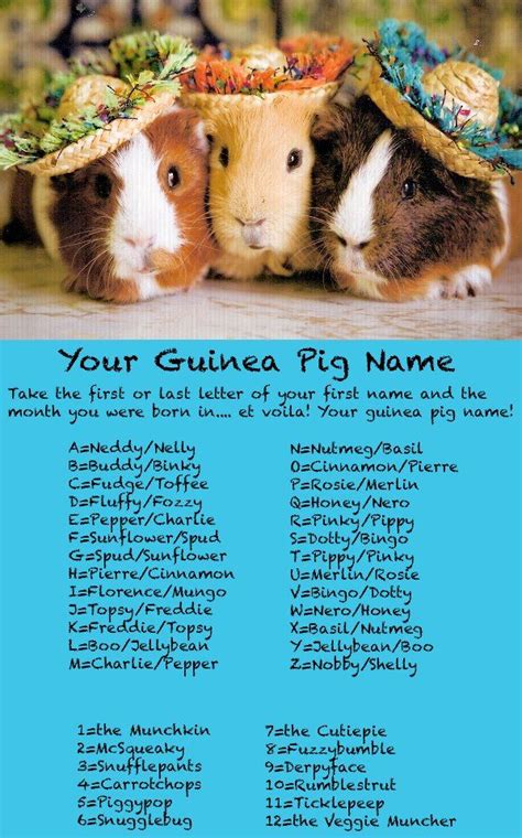 Your Guinea Pig name. | Guinea pig | Pinterest | Guinea pigs, I am and Nelly