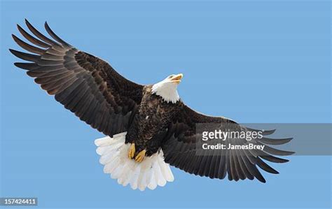 The Spread Eagle Photos and Premium High Res Pictures - Getty Images