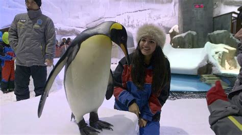 Ski Dubai Penguin Encounter - YouTube