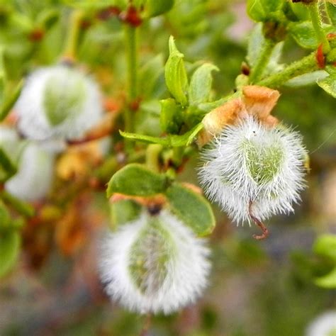 CREOSOTE BUSH SEEDS Larrea tridentata | Etsy