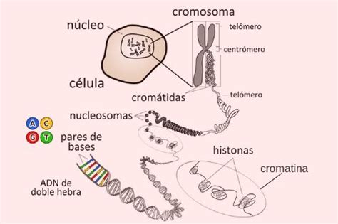 Cromosomas: qué son, definición, función, estructura y tipos - Enciclopedia Significados