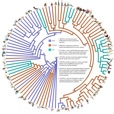 Cladogram Evolution Of Mammals - Pets Lovers