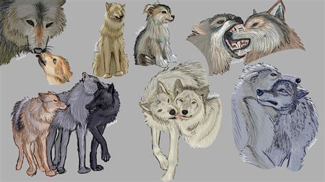 ArtStation - Wolf Anatomy Practice