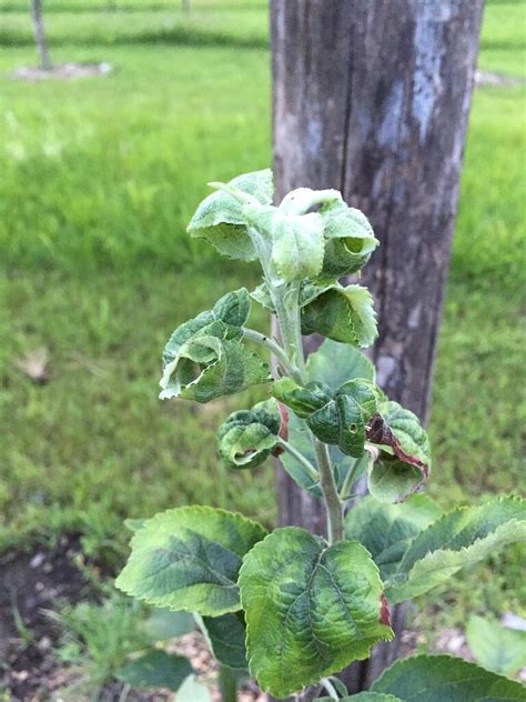 Leaf curl on young Apple trees - General Fruit Growing - Growing Fruit