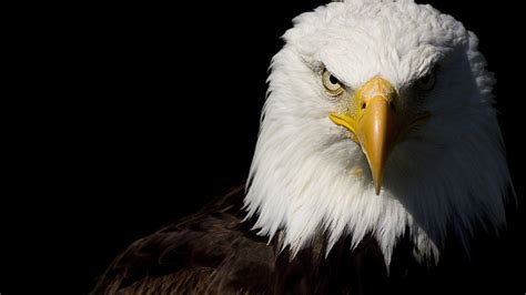 10 Latest Bald Eagle Wallpaper Hd FULL HD 1920×1080 For PC Background 2024