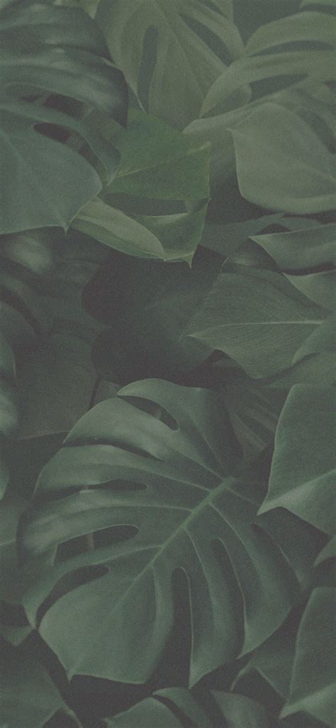 Forest Green Wallpaper Aesthetic - Infoupdate.org