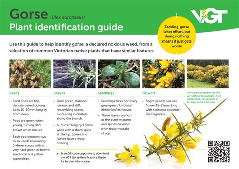 Identification Guide – Victorian Gorse Taskforce