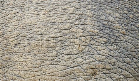 Rhino skin texture | Stock image | Colourbox