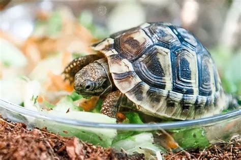 Why Is My Baby Turtle Not Eating? How To Make It Eat?