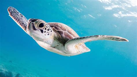 Turtle Close Up Photography Of Brown Sea Turtle Tortoise Image Free Photo