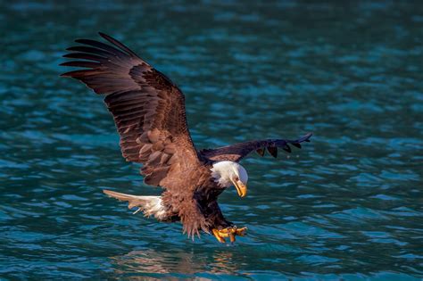 Eagles in Flight Photography and Pictures of Eagles Fishing | Photos by Joseph C. Filer