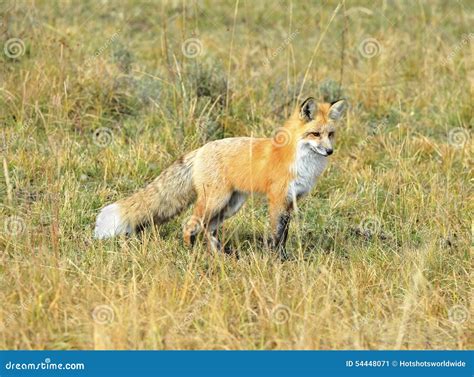 Sierra Nevada Red Fox In Grass, Yellowstone National Park, Monta Stock ...